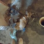 Incêndio destrói casa e atinge veículo durante a noite em Rio do Sul