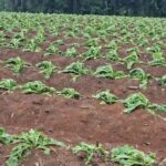 Mirim Doce anuncia a XXV Festa da Capital Nacional do Melhor Arroz