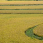 Lei Maria da Penha completa 20 anos com avanços e novos desafios em Santa Catarina