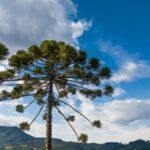 Corte ilegal de 41 araucárias é flagrado em Papanduva no Dia Mundial do Meio Ambiente