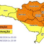 Gata desaparece em Papanduva, e família oferece recompensa de R$ 500 por informações