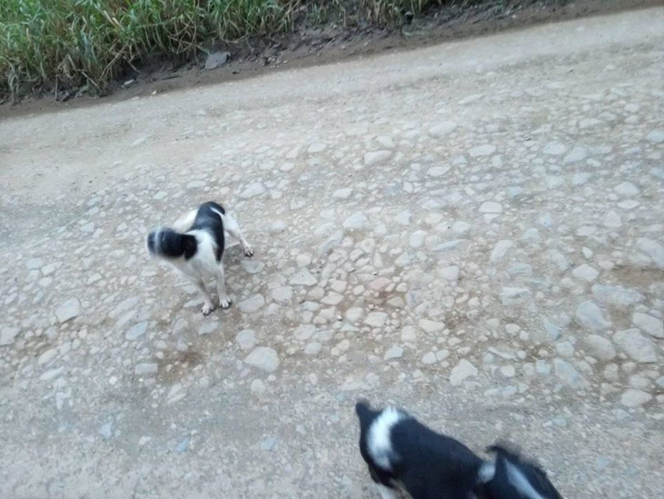 Cães são abandonados na localidade de Ribeirão Pinheiro, em Taió