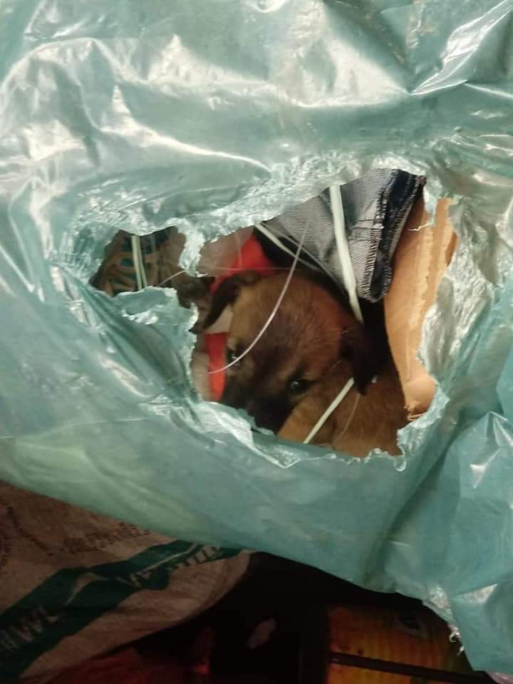 Empresa de reciclagem encontra cachorros vivos dentro de sacola em Imbuia