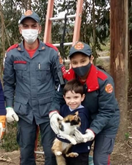 Bombeiros resgatam gato em eucalipto a uma altura de aproximadamente 12 metros em Pouso Redondo