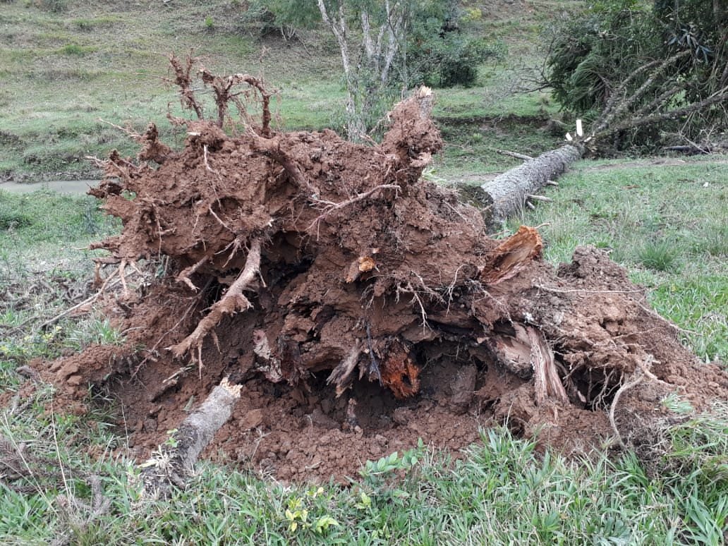 Árvores nativas destruídas pelo ciclone poderão ser usadas sem autorização prévia