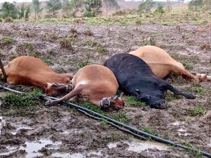 Vacas morrem eletrocutadas por raio próximo a Serra do Corvo Branco