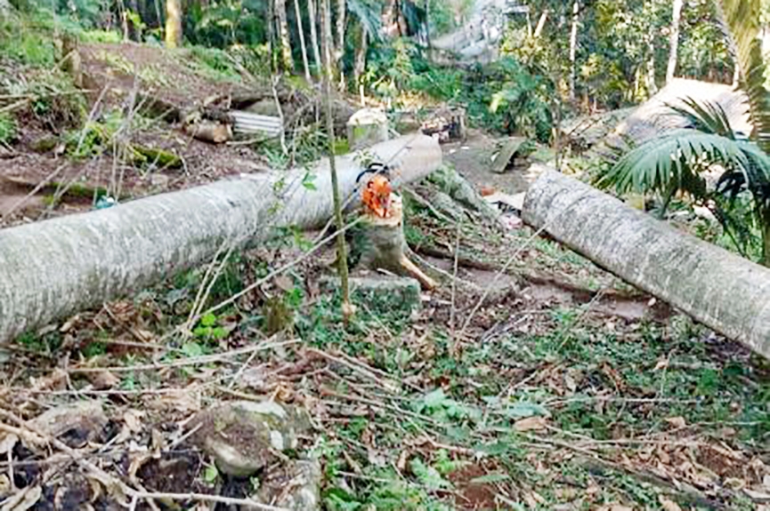 Homem morre após ser atingido por tronco de árvore às margens da BR-470
