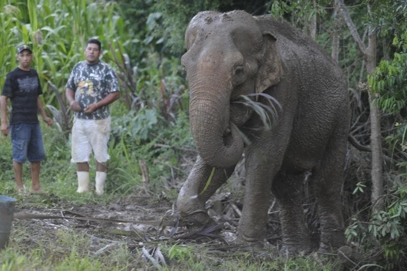 Morre Carla, elefanta que fugiu de zoológico em Salete em 2011