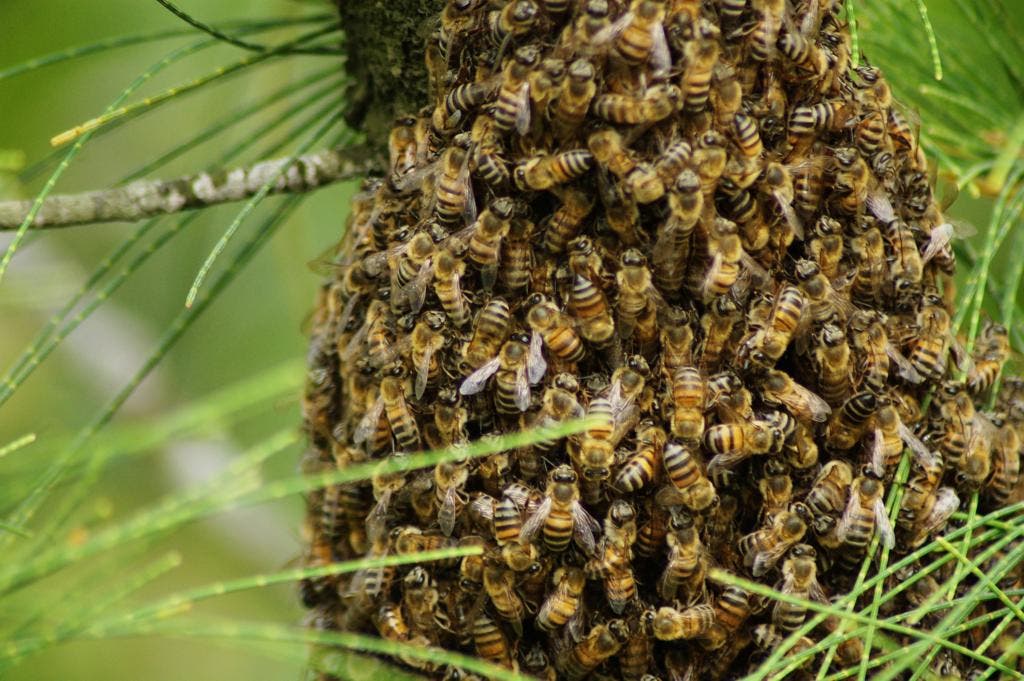 Ataque de abelhas deixa homem gravemente ferido no Vale do Itajaí