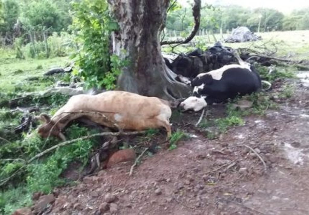 Mulher fica ferida e bovinos morrem após queda de raio em SC