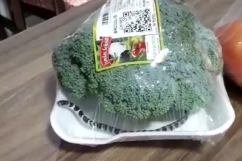 VÍDEO: cobra é encontrada em embalagem de brócolis em SC