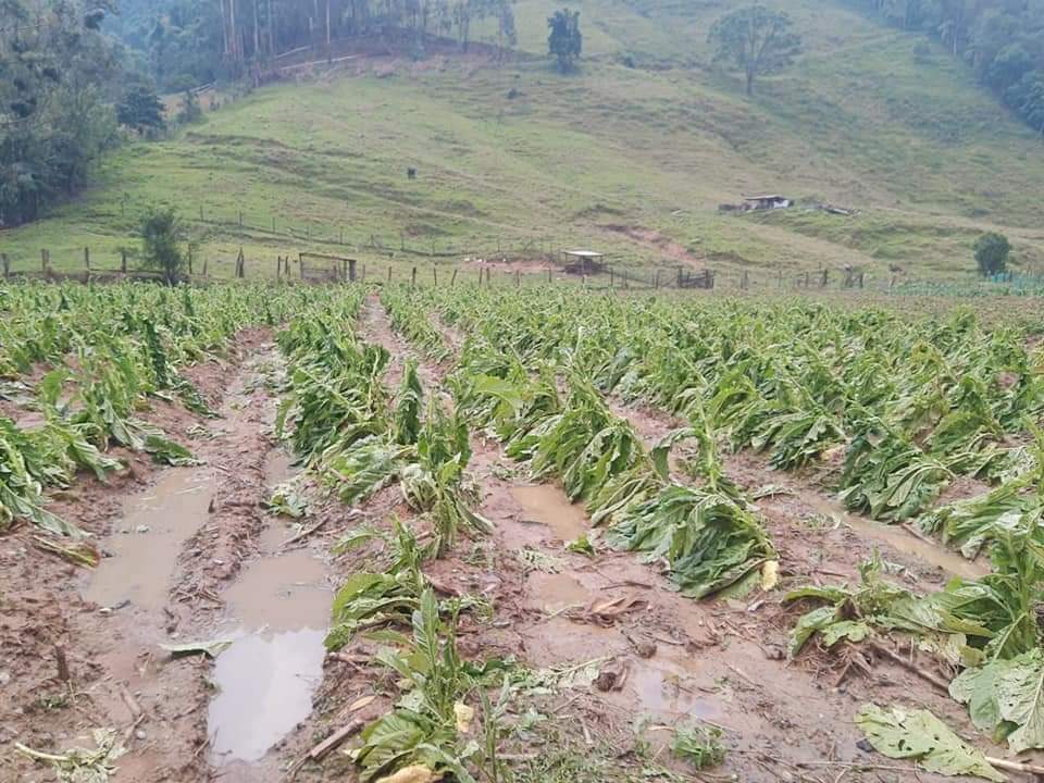 Forte temporal traz prejuízos a agricultores de Vidal Ramos