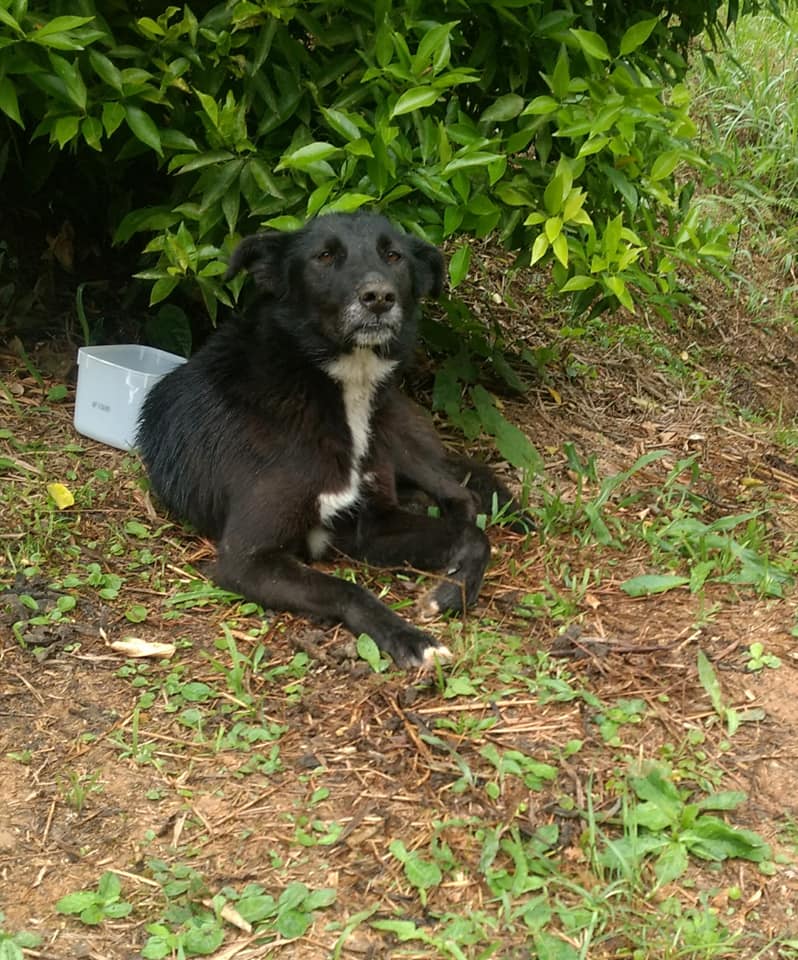 Cachorra é abandonada em Taió; Família procura lar para ela