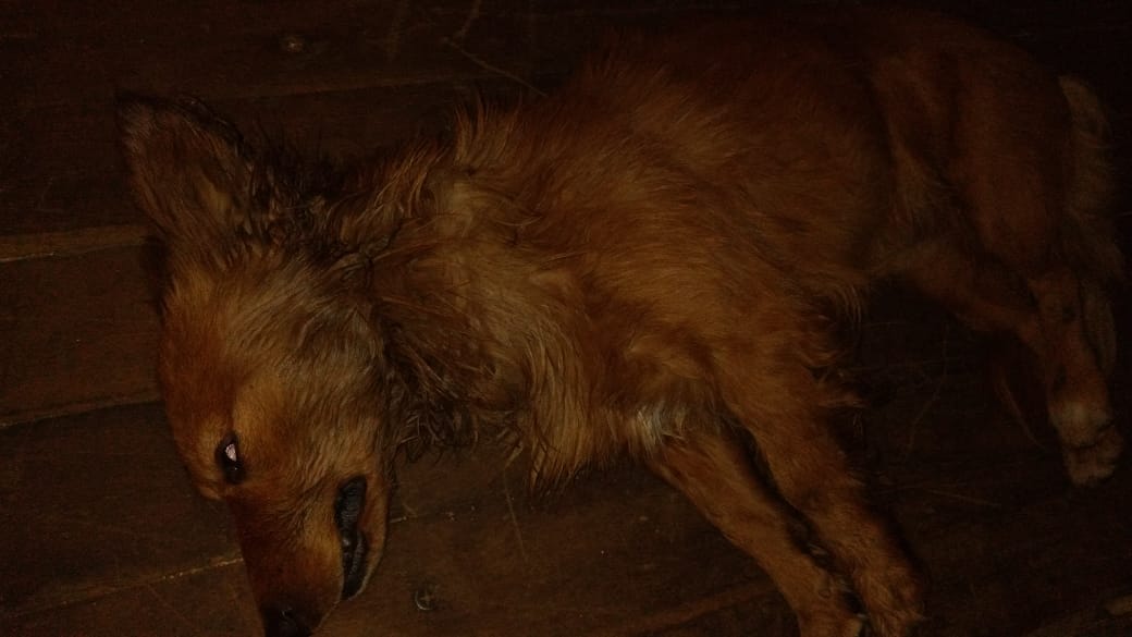 Cachorro é envenenado no bairro Seminário, em Taió