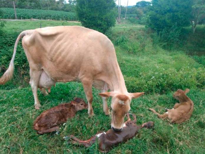 Vaca dá à luz a bezerros trigêmeos em Rio Fortuna