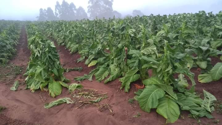 Chuva de granizo destrói plantação de fumo em Witmarsum