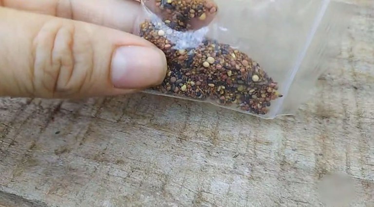 ALERTA: Análise mostra que sementes recebidas via Correios, contêm pragas que não existem no país