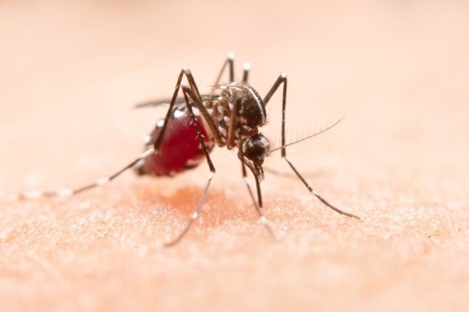Ministério da Saúde anuncia estratégia de vacinação contra a dengue