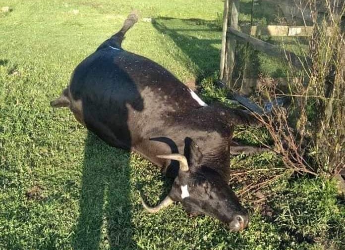 Urutu Cruzeiro mata vaca em São Joaquim na Serra Catarinense