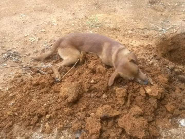 Cachorro é encontrado morto com sinais de envenenamento em Salete