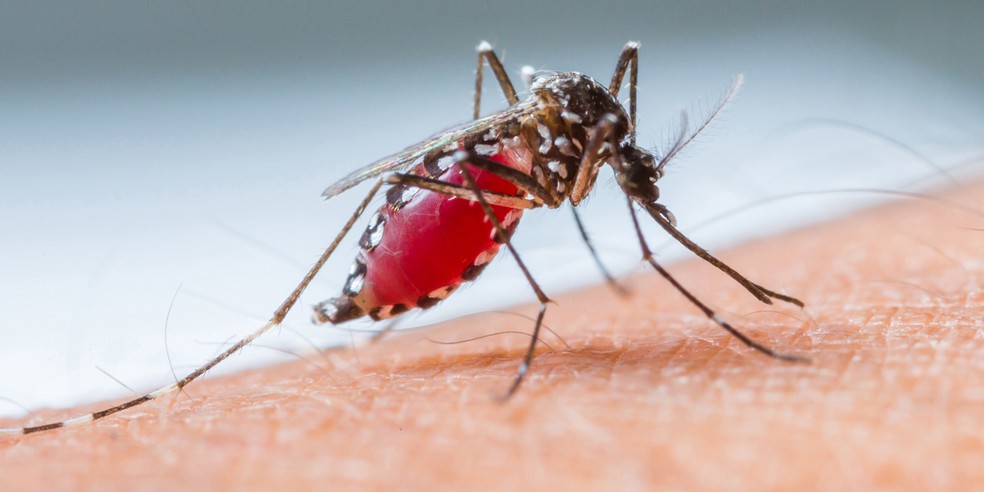 Nove cidades do Alto Vale apresentam focos de dengue