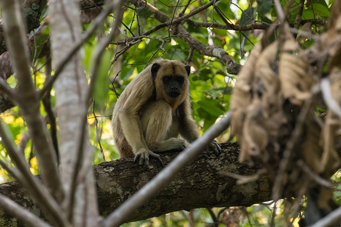 Mais dois macacos são encontrado mortos em Braço do Trombudo