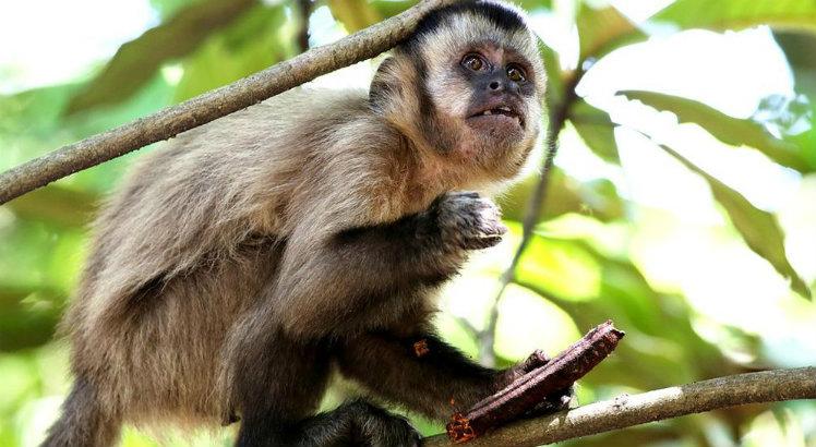Alerta: Mais três macacos foram encontrados mortos em Braço do Trombudo