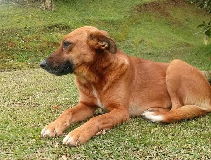 Cachorrinha “Bela” está desaparecida em Taió