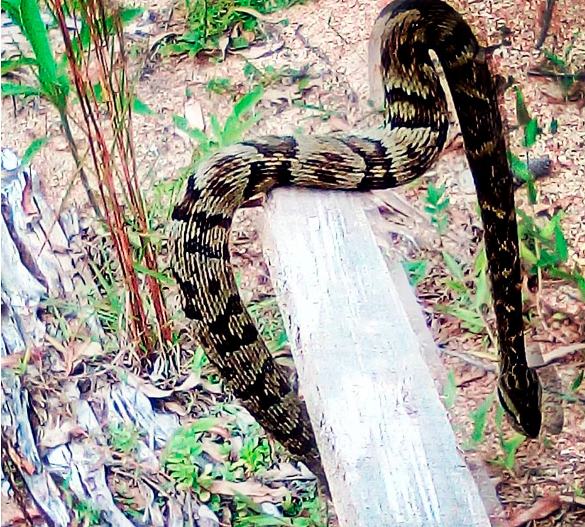 Cobra Jararaca é encontrada próximo a residência, em Pouso Redondo