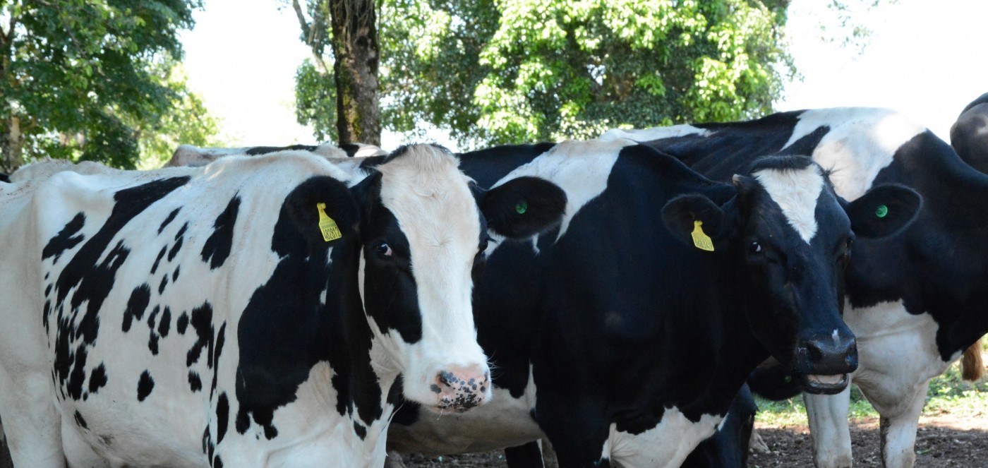 Vaca louca: Brasil suspende exportações de carne bovina à China