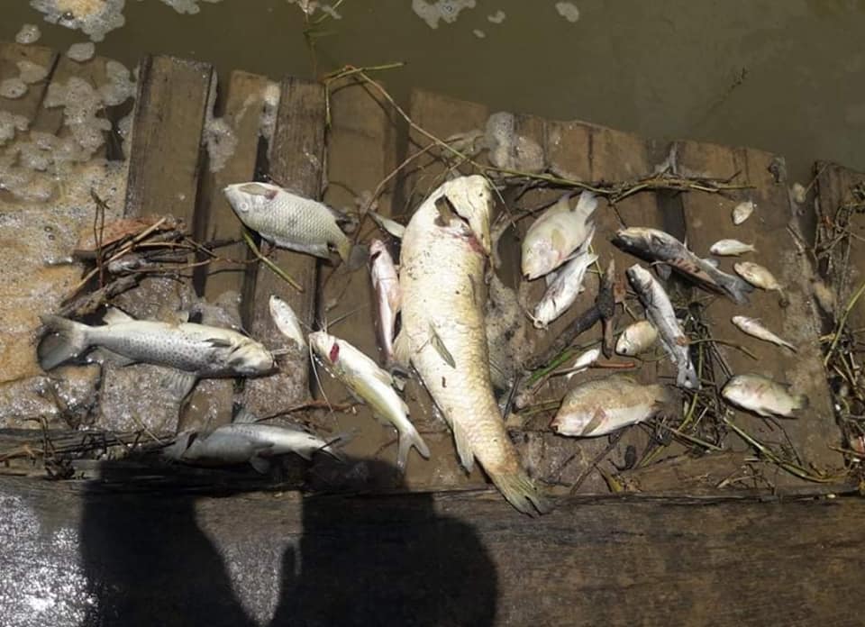 Fotos mostram centenas de peixes mortos no Rio Itajaí Oeste, entre Taió e Rio do Oeste
