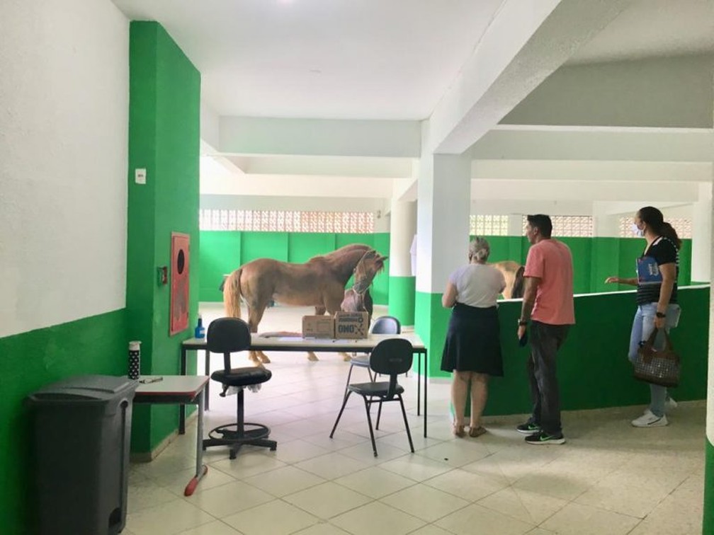 Cavalos invadem escola em Santa Catarina
