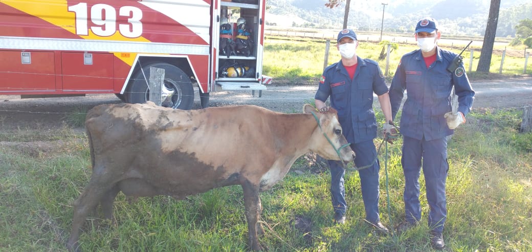 Bombeiros resgatam vaca atolada em Pouso Redondo