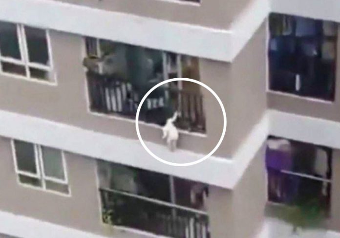 Herói salva criança de 2 anos que caiu do 12º andar de prédio: vídeo