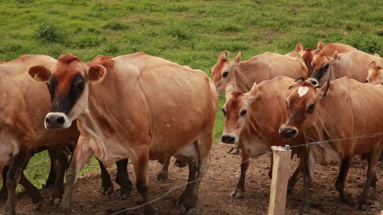 Furto de gado é mistério em município do Alto Vale