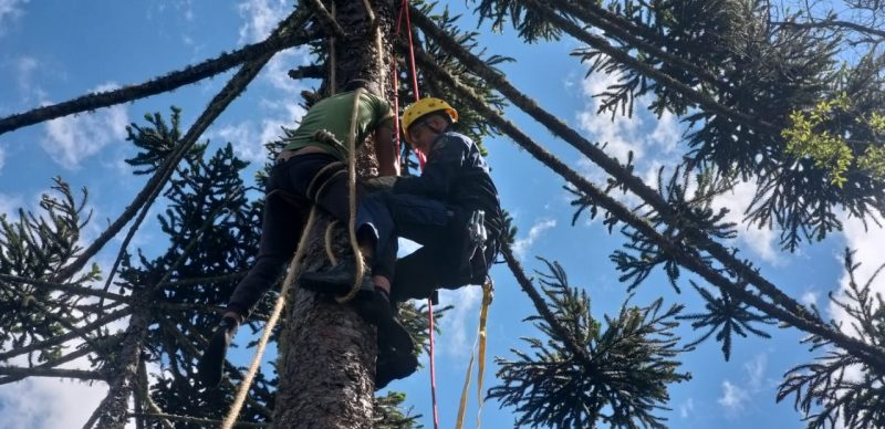 Jovem fica pendurado por 2 horas no topo de um pinheiro em SC