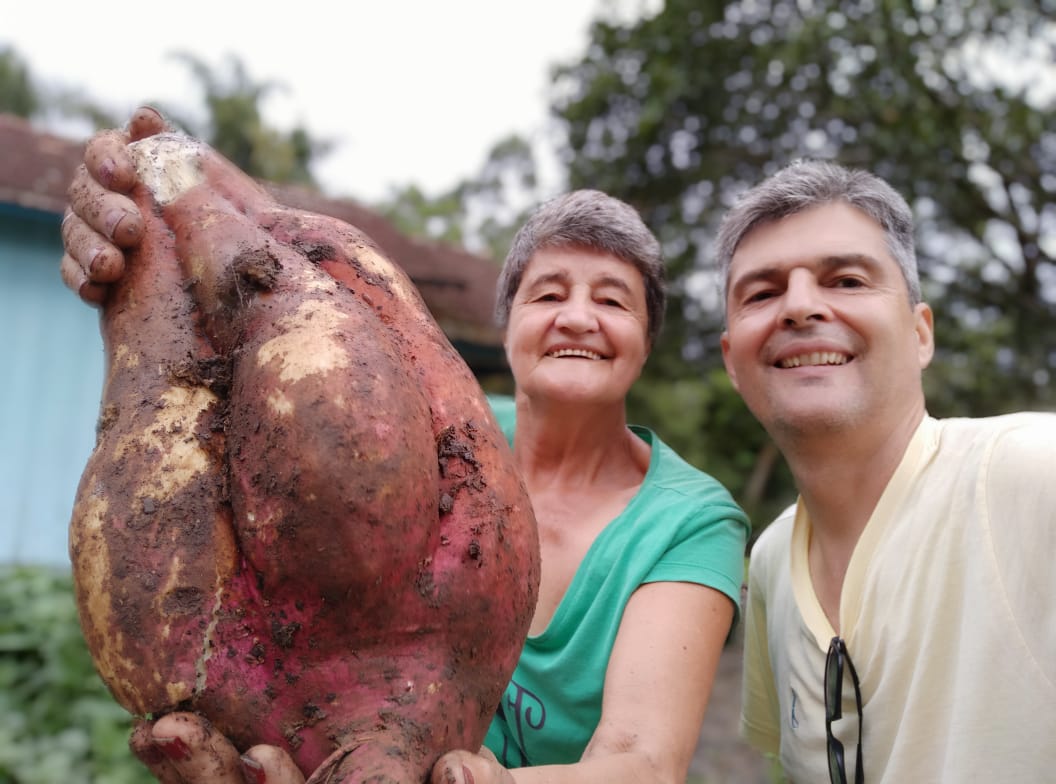 Batata-doce gigante é colhida na serragem de madeira em Mirim Doce