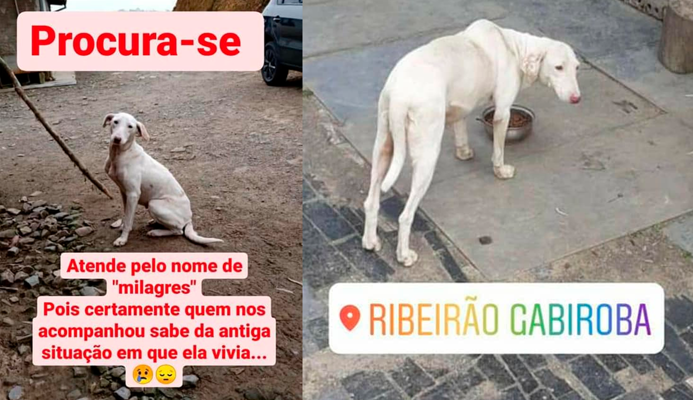 Cachorra some em Rio do Oeste; ajude a encontrá-la