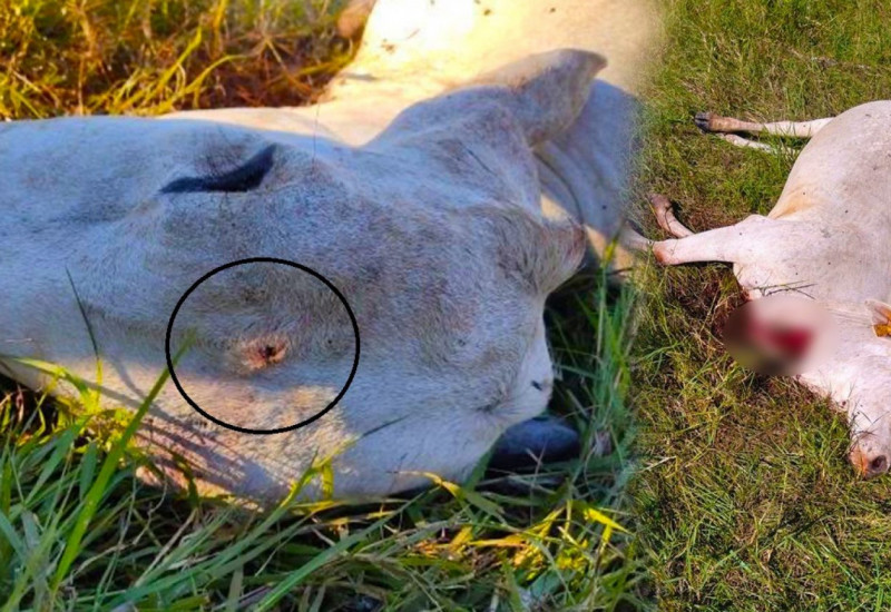 Criminosos matam animais e deixam prejuízo de mais de R$19 mil a agricultor em SC