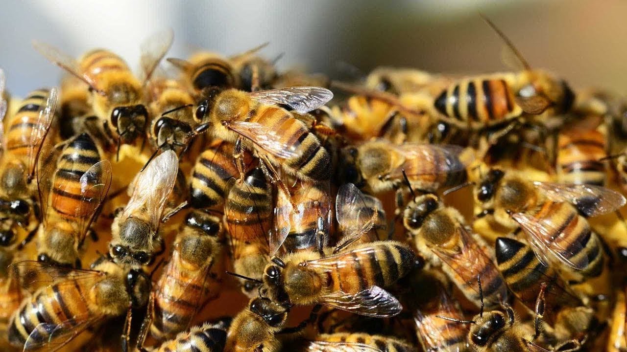 Casal é atacado por abelhas no interior de Pouso Redondo