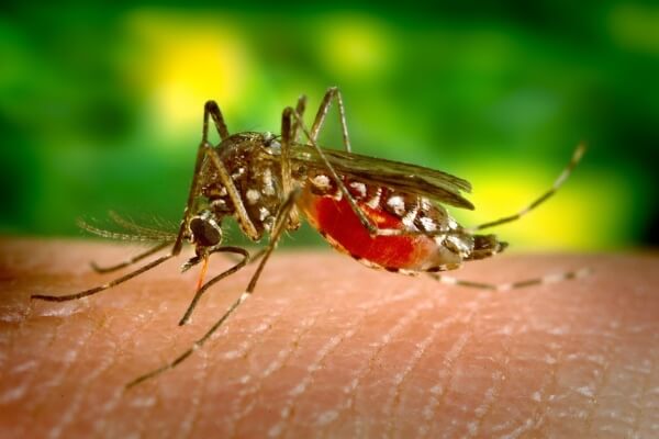 SC registra segunda morte por dengue em 2021