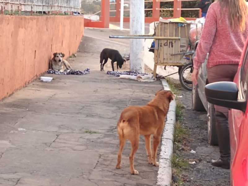 Cachorros esperam por dono internado na porta de hospital em SC
