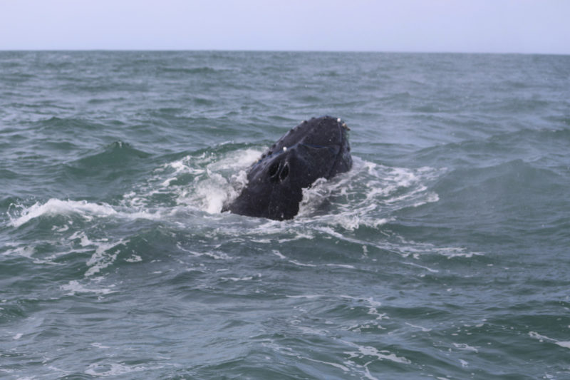 Baleia jubarte fica presa em rede de pesca em SC
