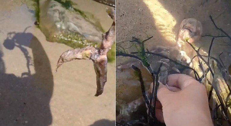 MUNDO: Vídeo de esqueleto de ‘sereia’ encontrado em praia intriga internautas