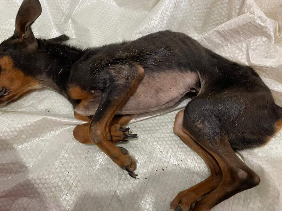 Cãozinho muito debilitado é abandonado em clínica, em Pouso Redondo
