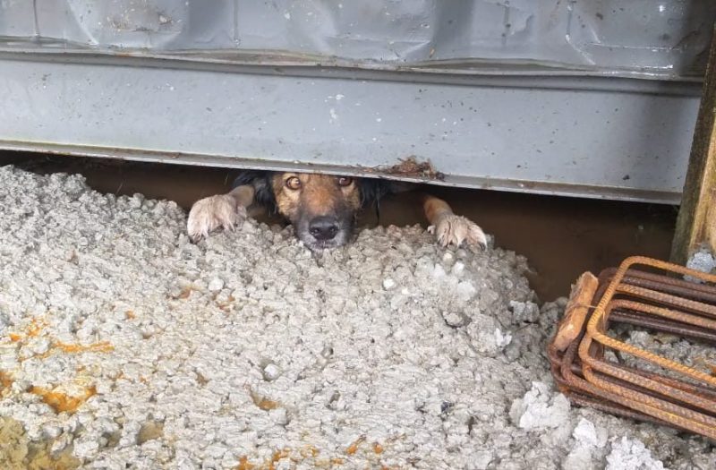 Cachorro é resgatado de terreno alagado no Vale do Itajaí