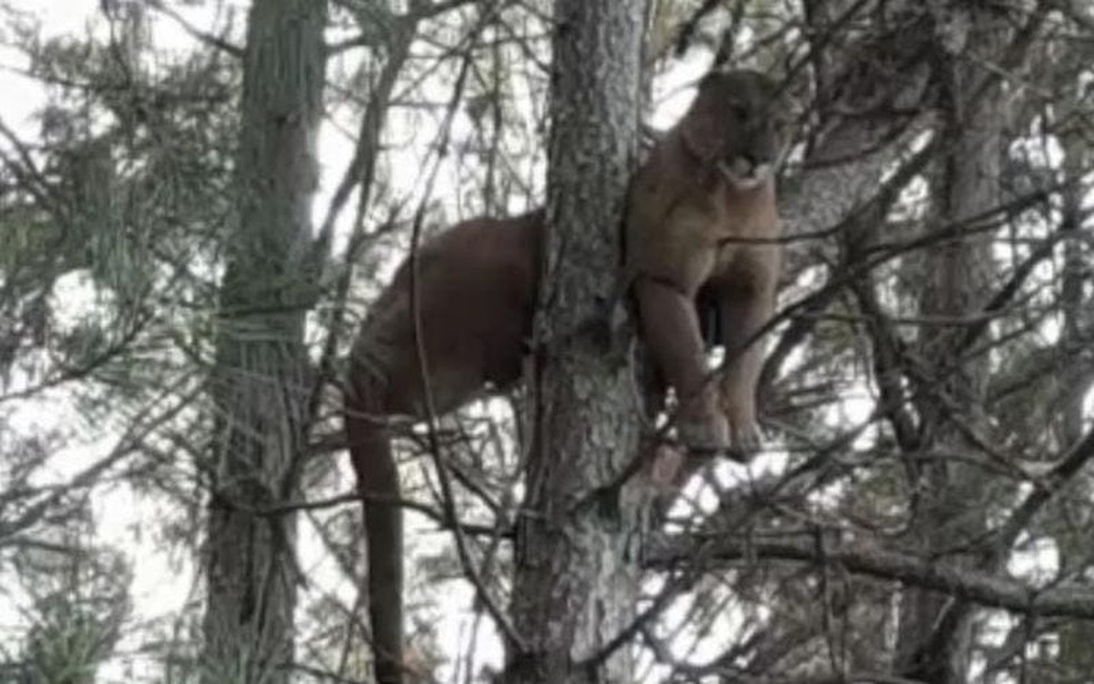 Vídeo mostra leão-baio no alto de árvore para fugir de cães em SC