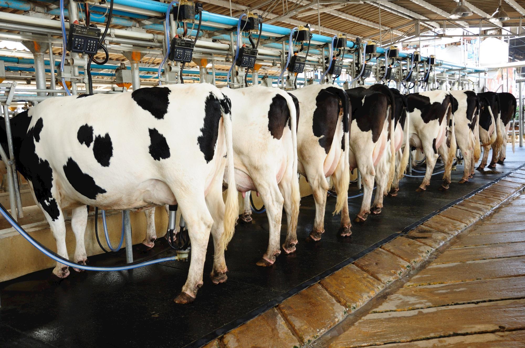 Conheça o programa que promete trazer competitividade ao setor de leite no Brasil