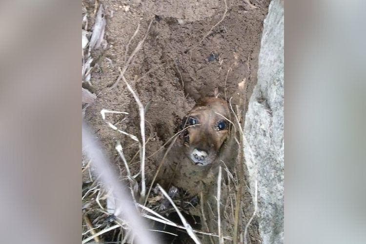 Cachorrinha é encontrada viva após ficar dois dias enterrada em SC