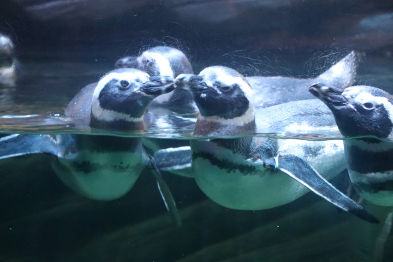 Pinguins ‘fogem’ do frio e visitam outros animais do aquário em SC